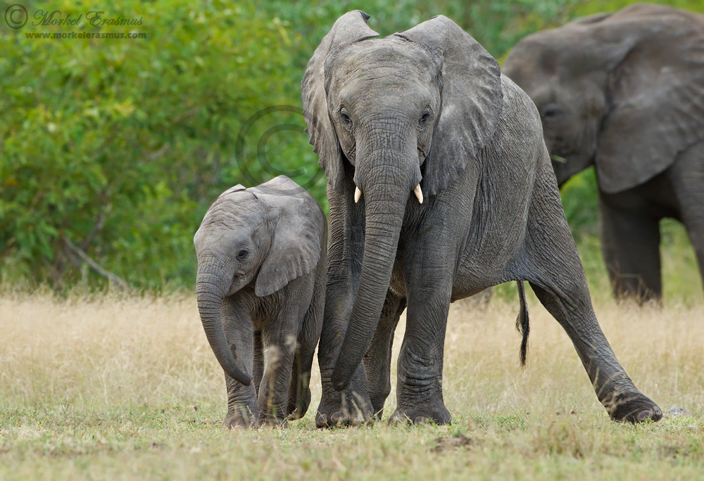 Drunk Elephants
