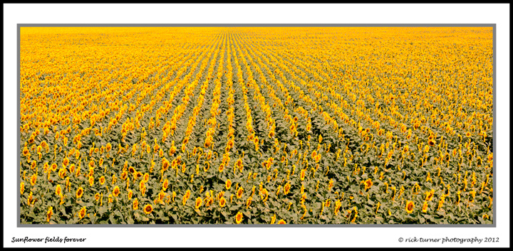 Sunflowers Forever