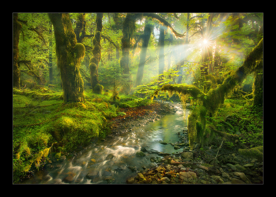 Spirit Forest