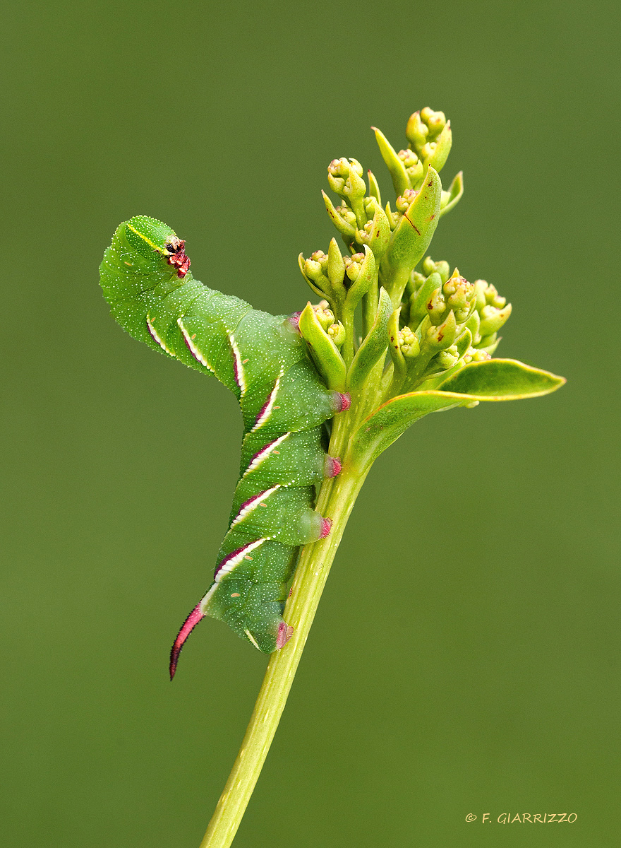Hawkmoth caterpillar