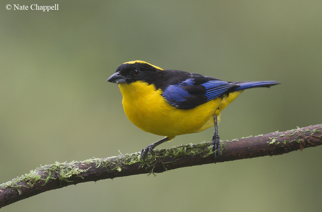 Blue-winged Mtn Tanager