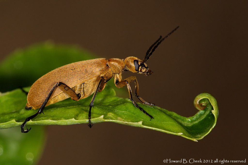 Magic Carpet-Beetle