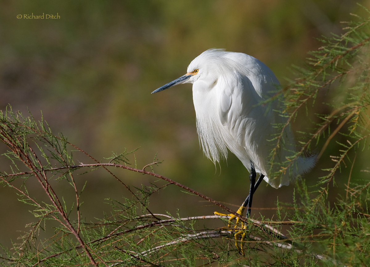 Snowy Egret