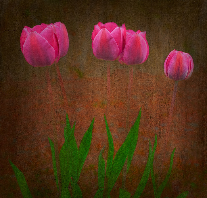 More Roadside Tulips