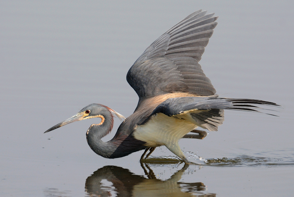 Tricolored heron