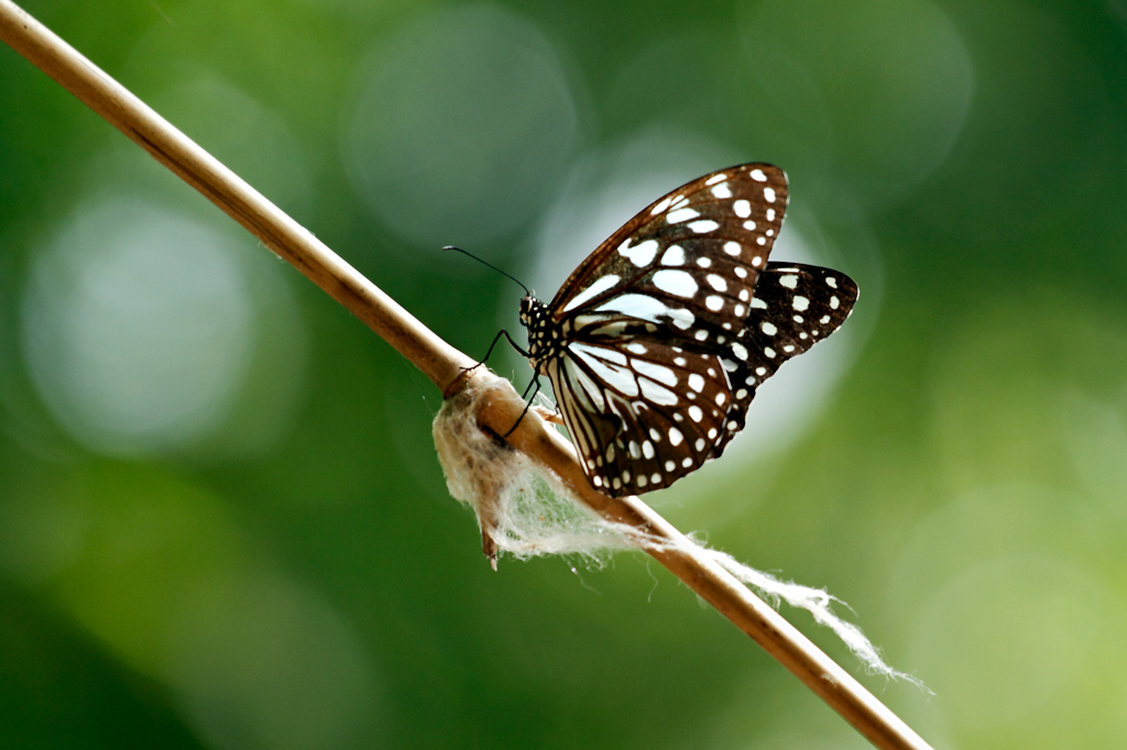Blue Tiger