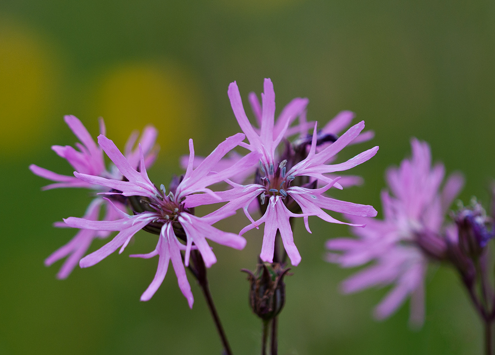 Ragged Robin