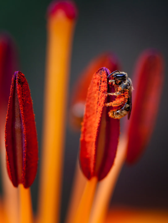 Lilly and Bee