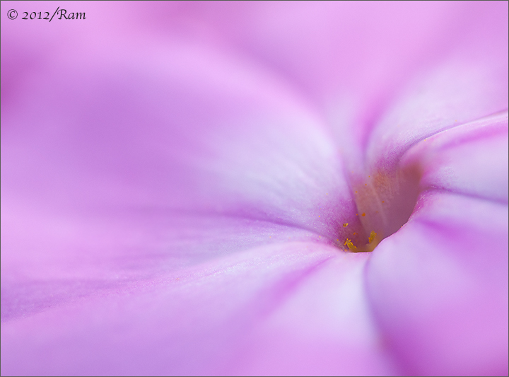 Phlox Whorl 