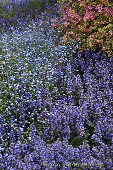 Floral Abundance
