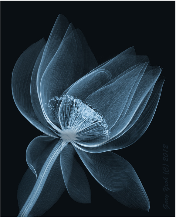 Lotus