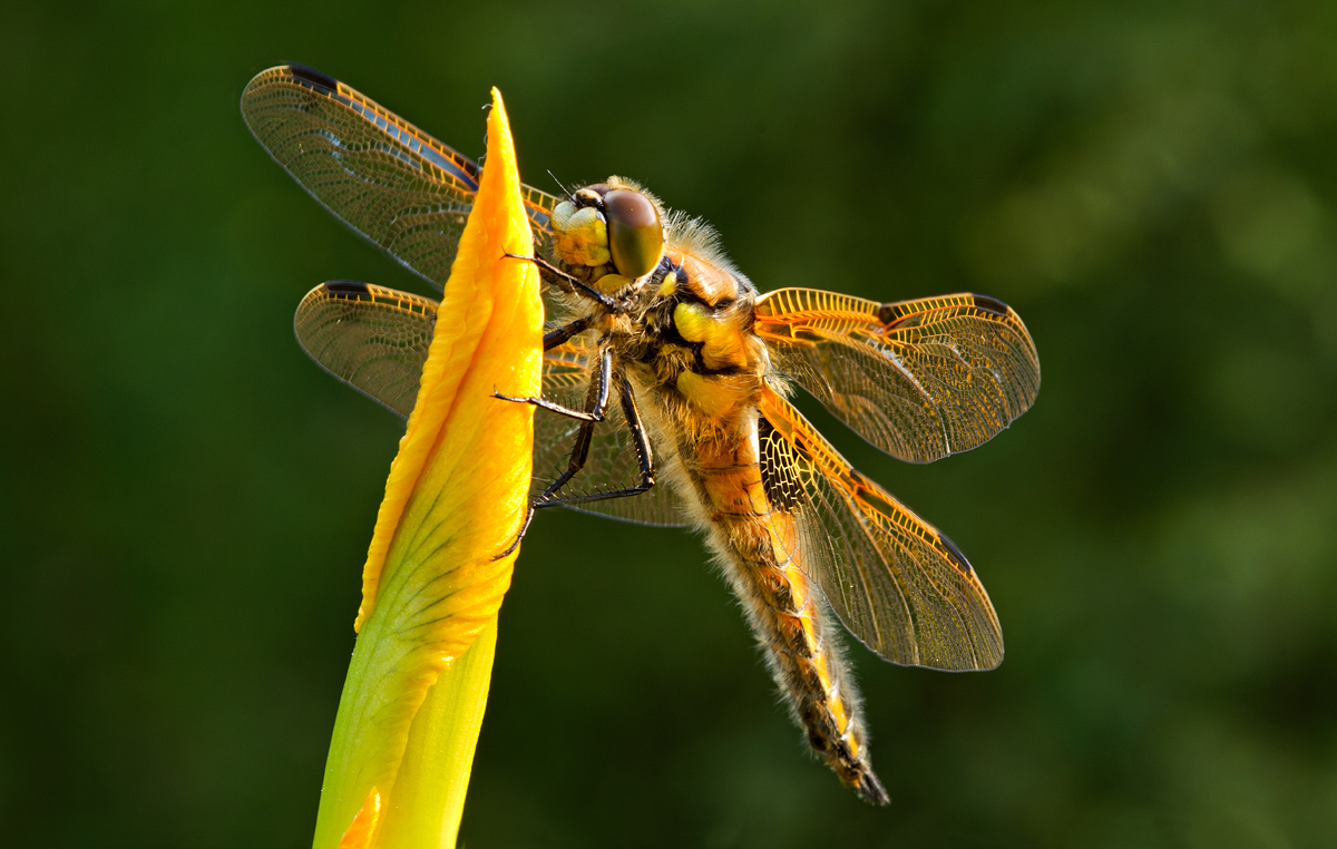 FOUR SPOTTED CHASER