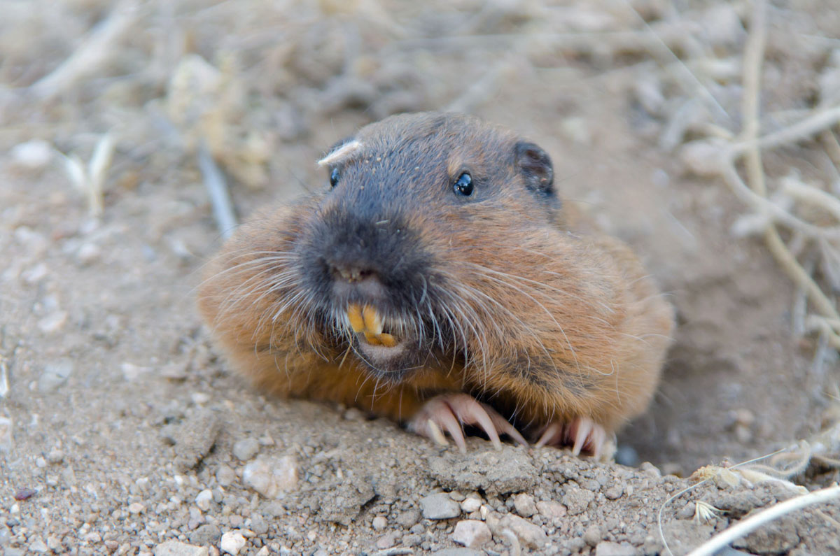 Botta's Pocket Gopher?