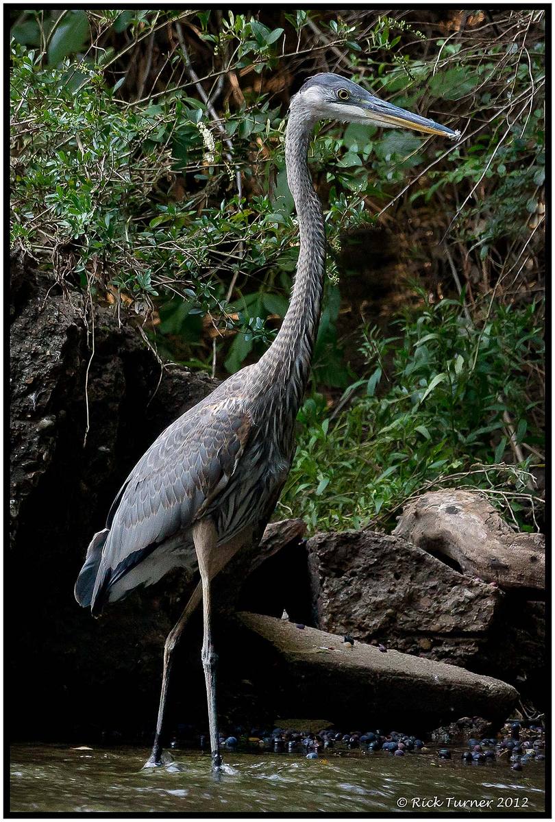 Juvenile Blue Heron