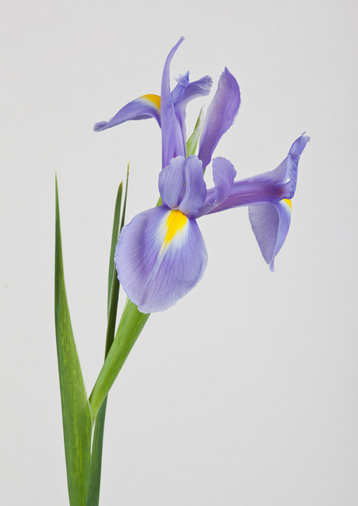 Oriental Iris