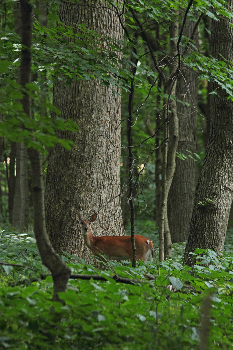 In the deep woods+repost