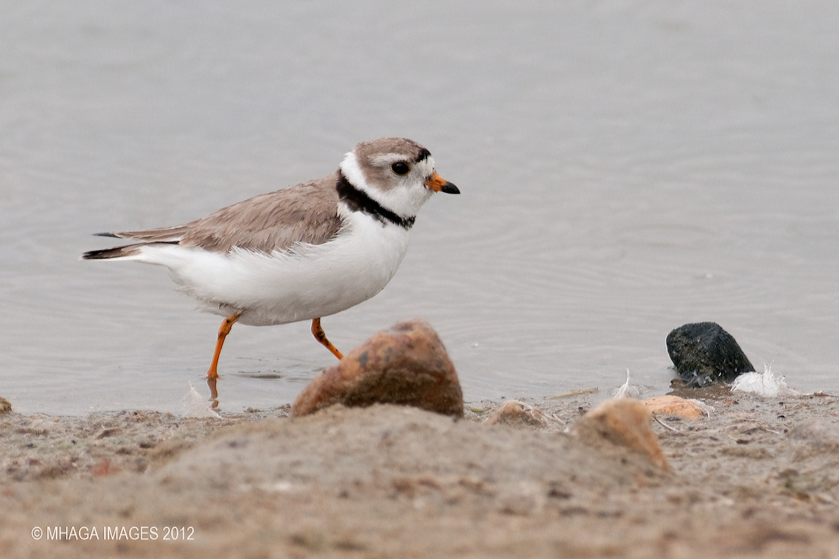 Piping Plover