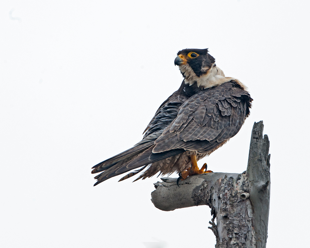 Peregrine