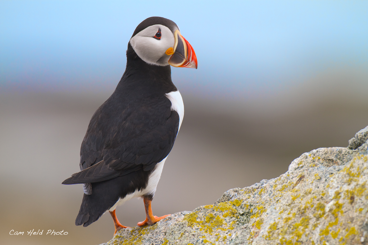Puffin