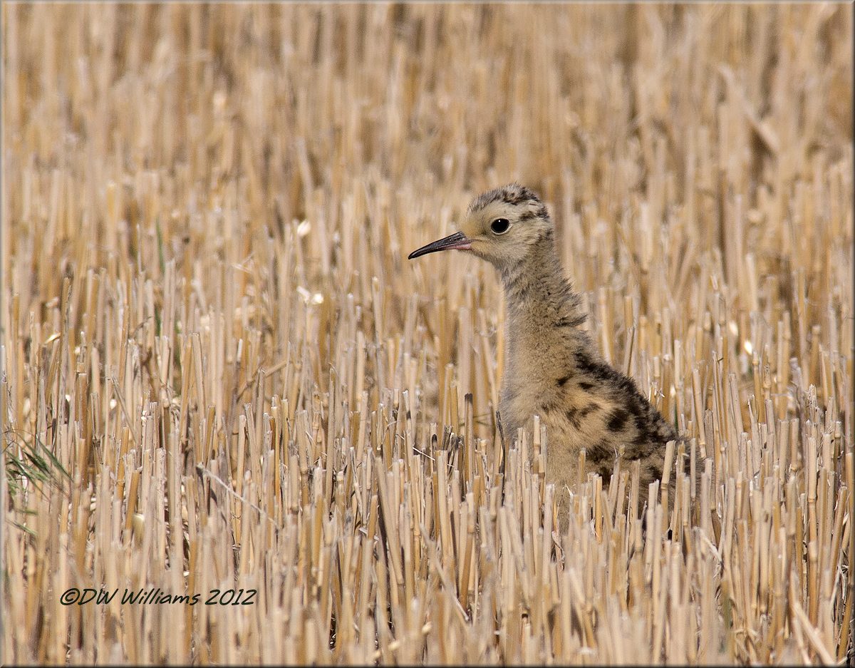 Baby LB Curlew