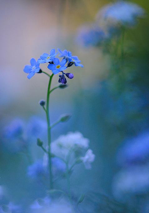 forget me not