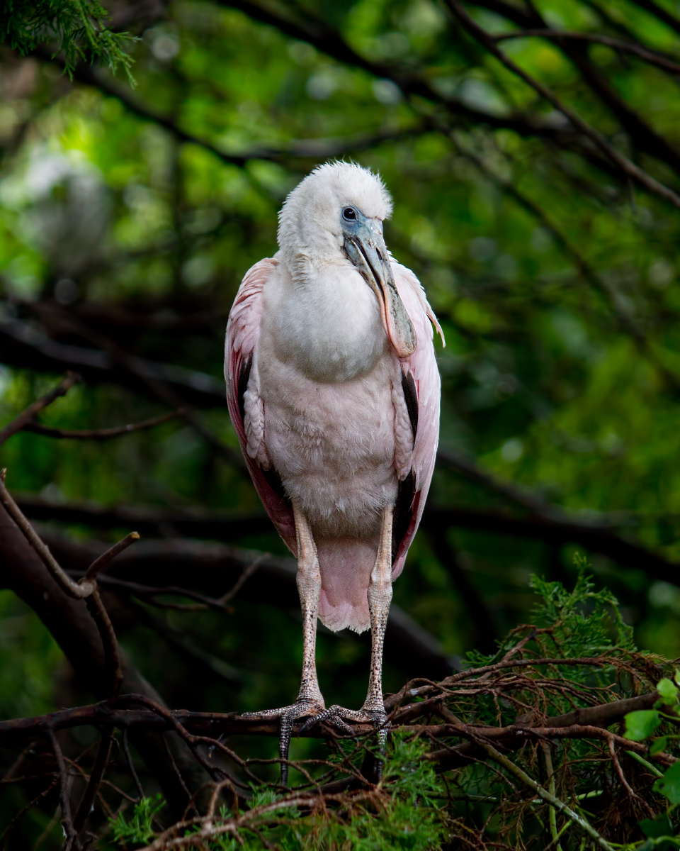 Roseate Spoonbill