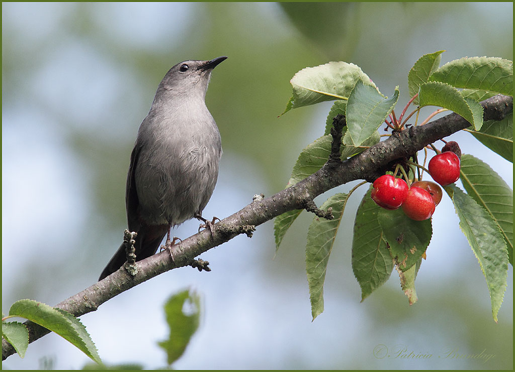 Gray Catbird