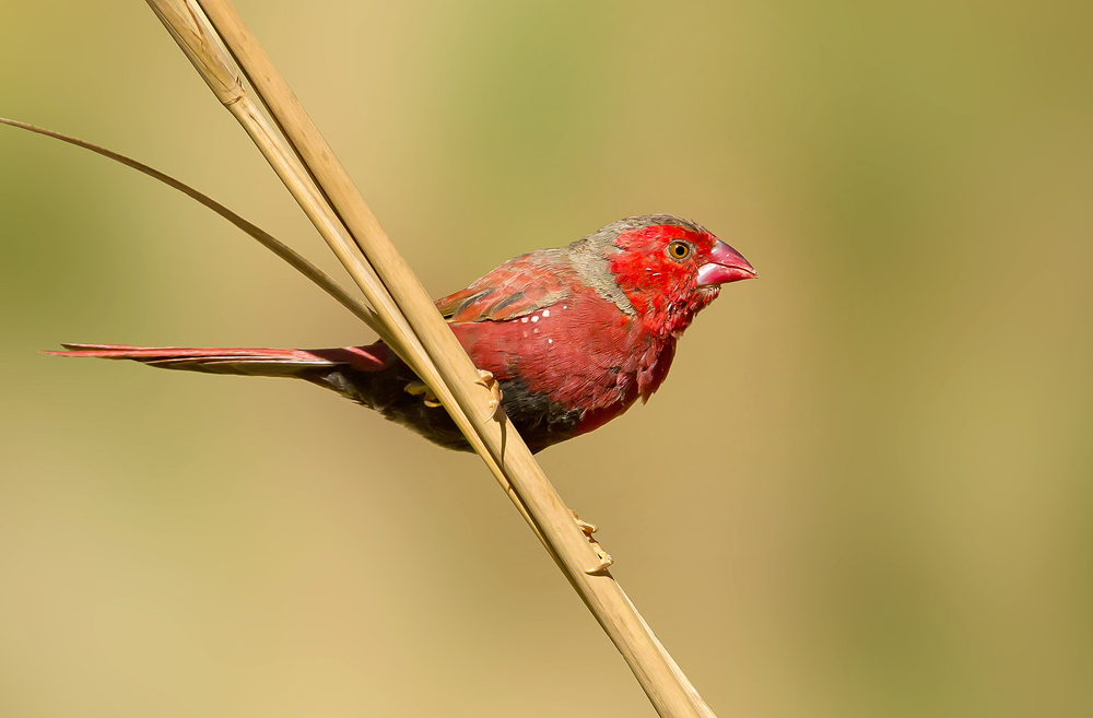Crimson Finch