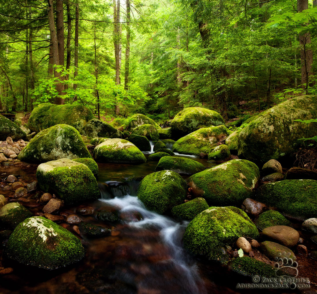 Sucker Brook + Repost