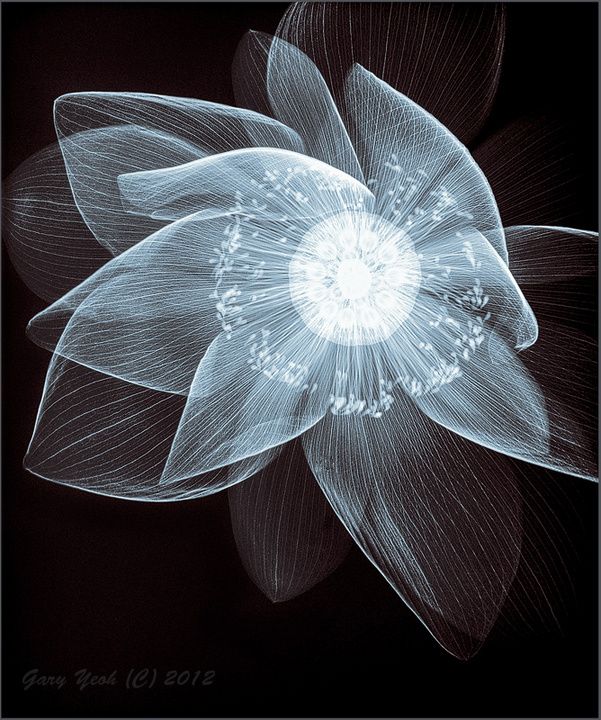 Lotus II