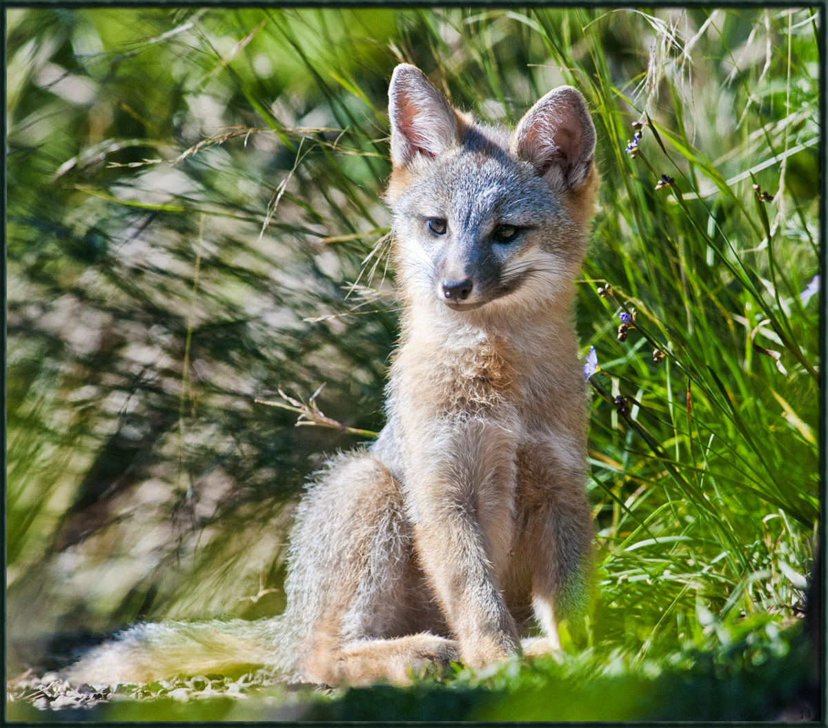 Fox Kit