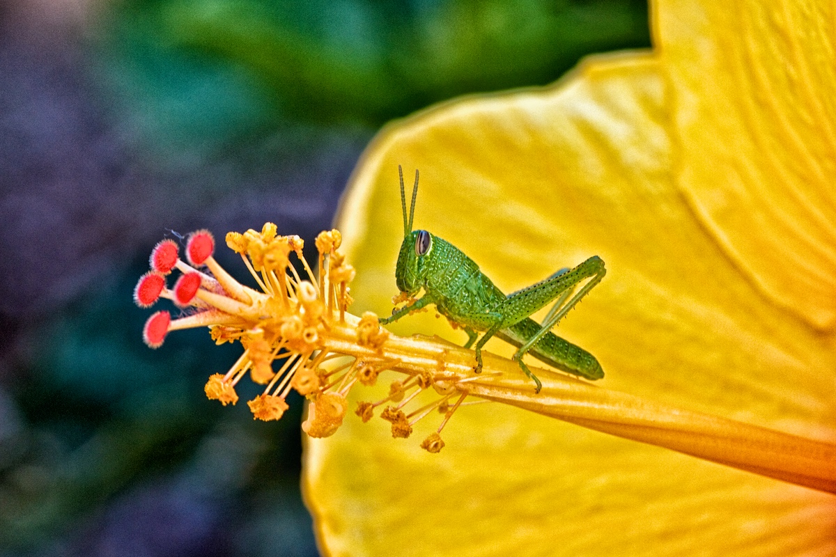 Hibiscus & Grasshopper