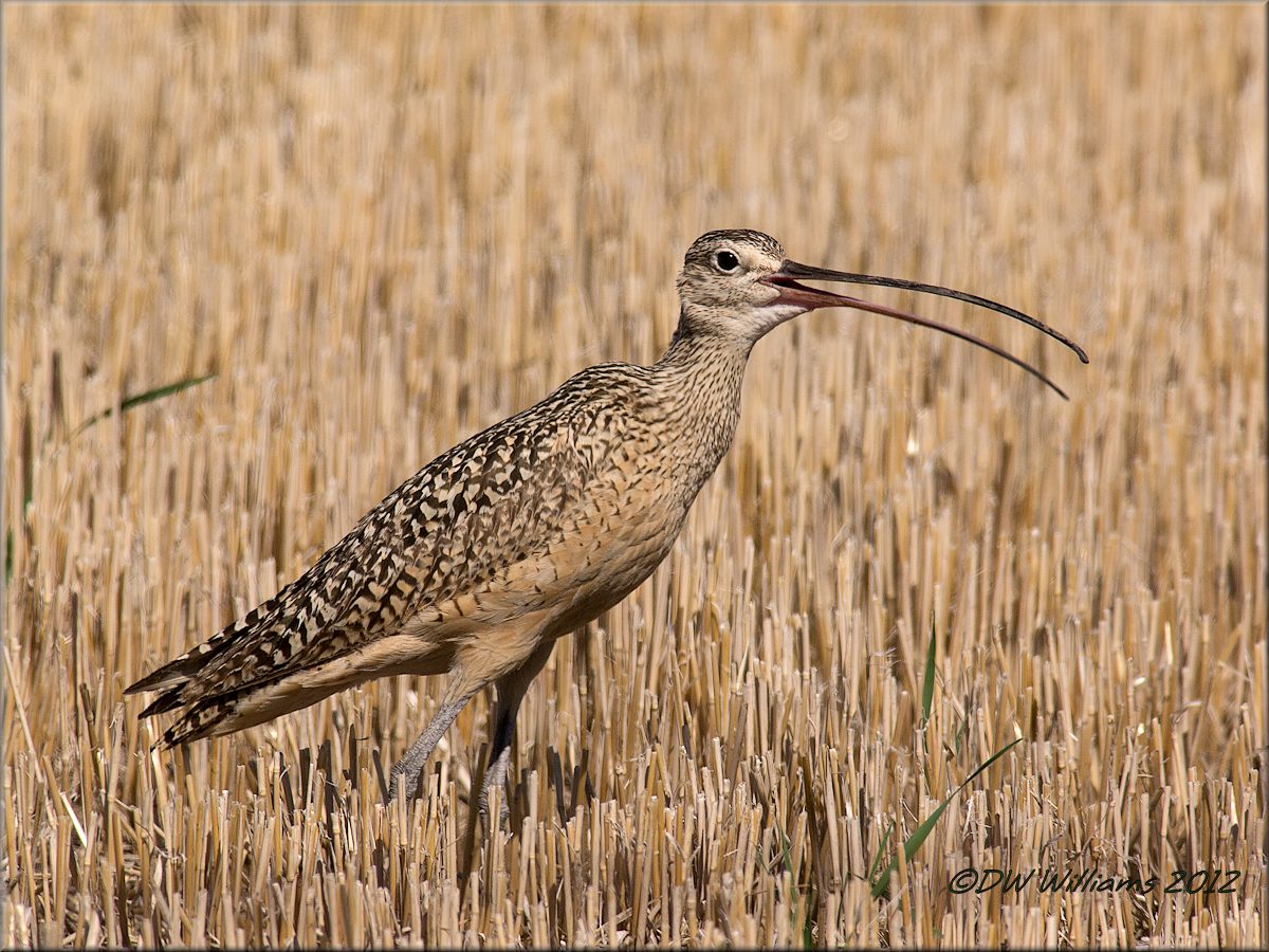 LB Curlew Parent