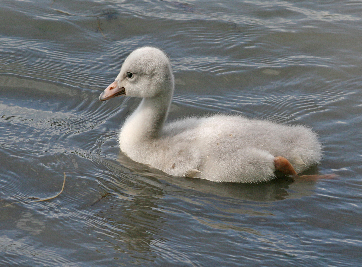 Cygnet