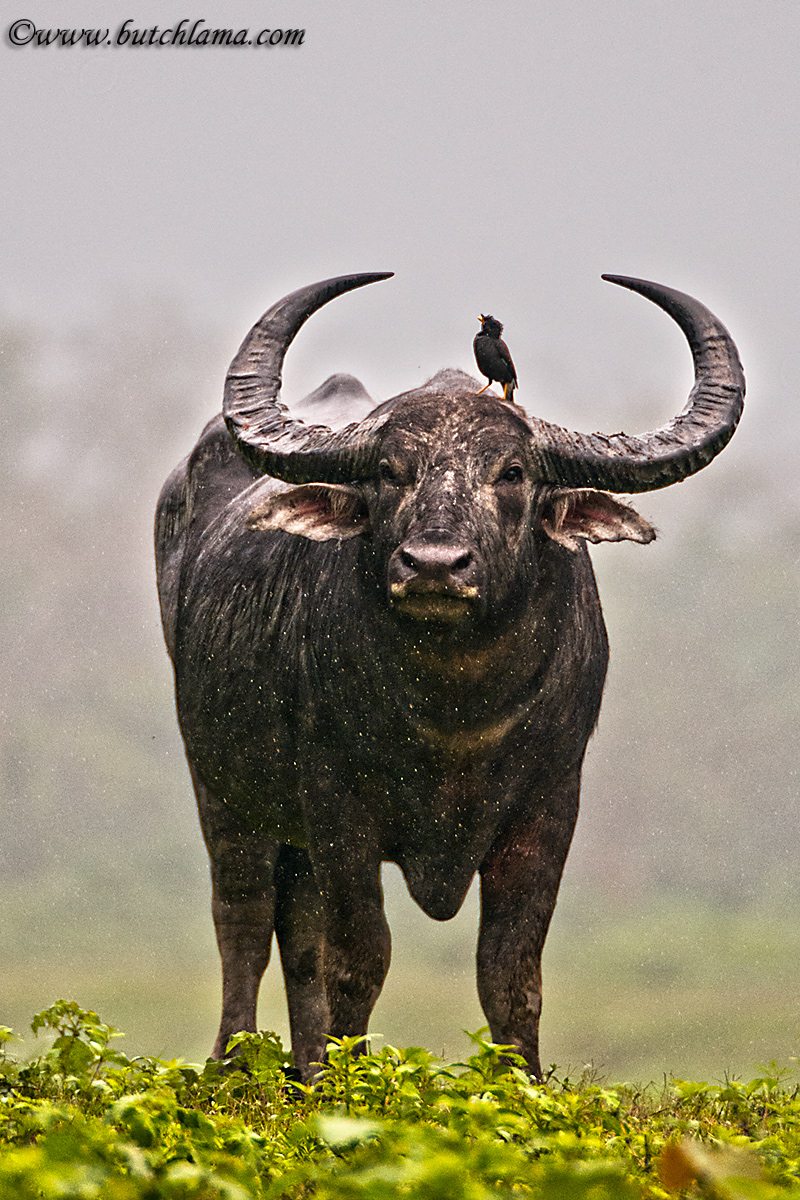 Asiatic Wild Buffalo