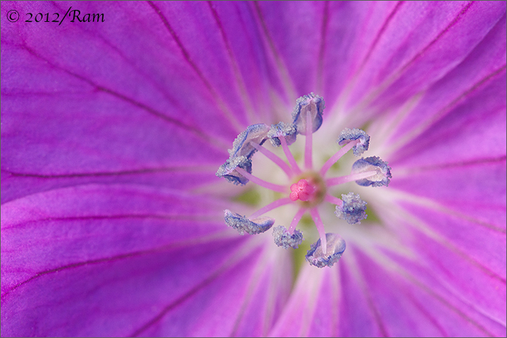 Geranium Up Close