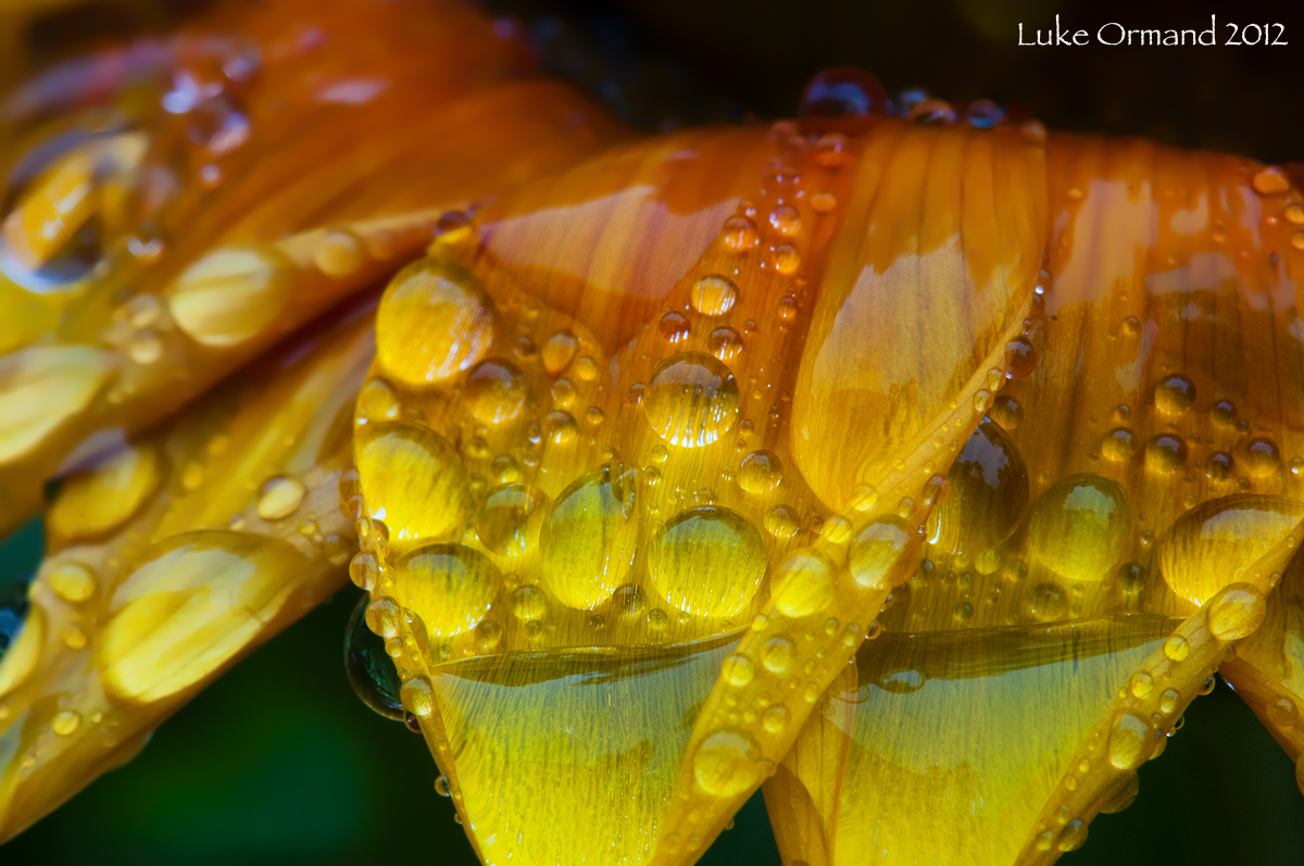 Evening drops