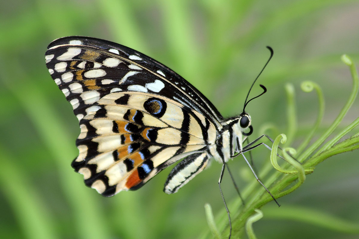 Butterfly