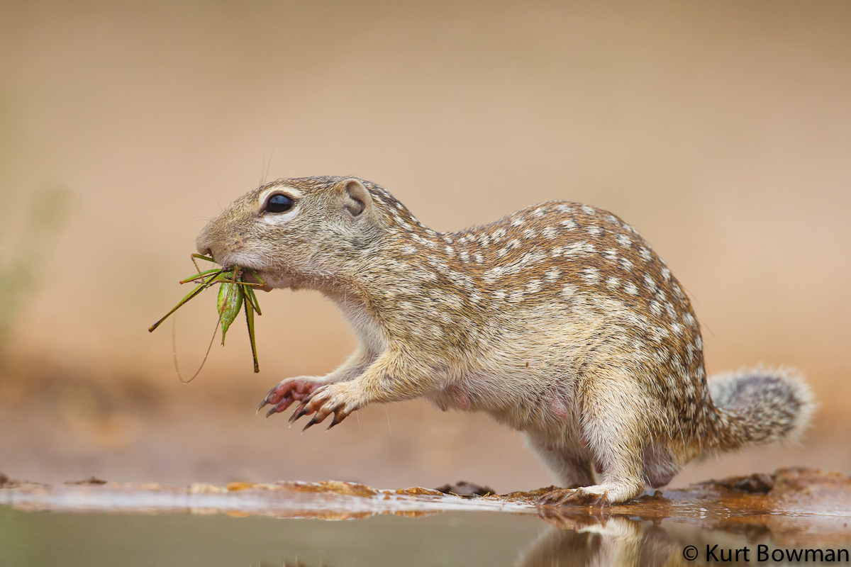 Mex Ground Squirrel 2