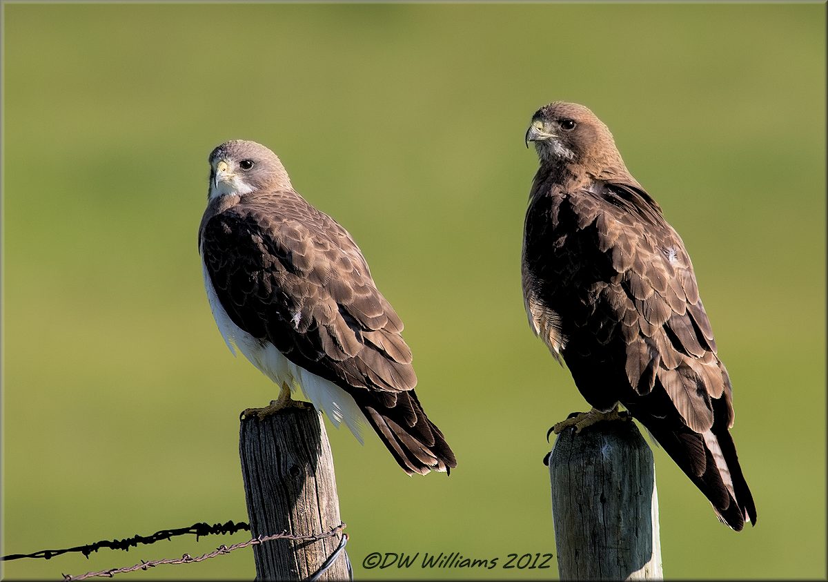Pair of Swainson's Hawks