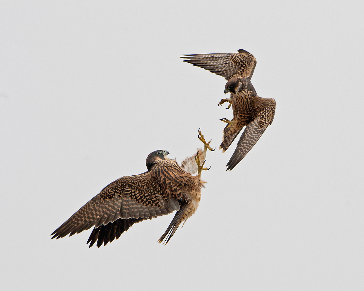 Battling Peregrines