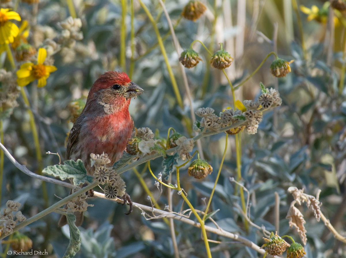 House Finch