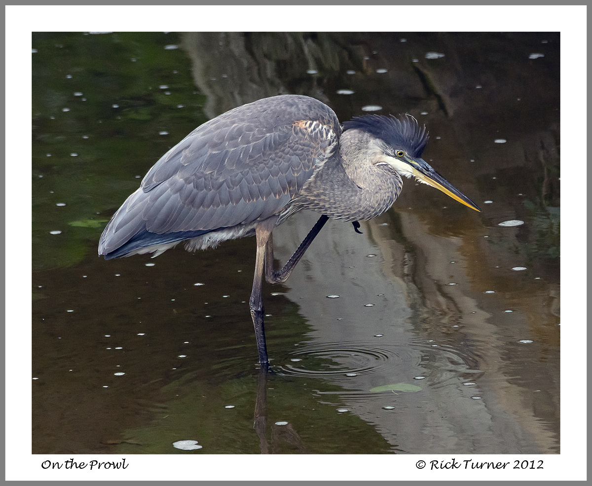 Blue Heron  