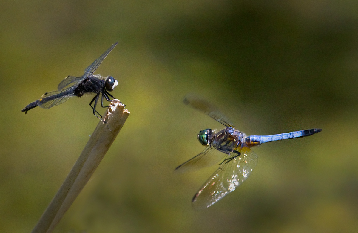 Dragonfly Interaction