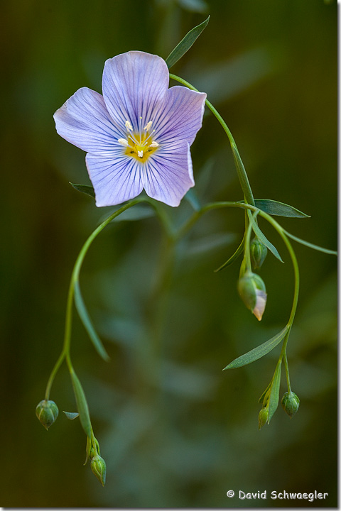 Wild Blue Flax