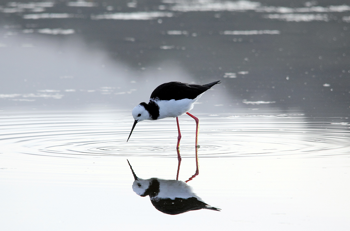 Pied Stilt