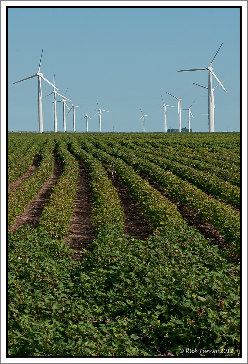 Cotton Picking Windmills