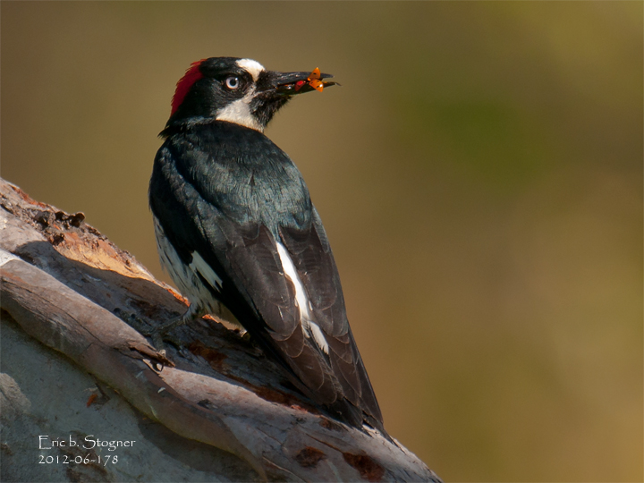 Female Acorn woodpecker.