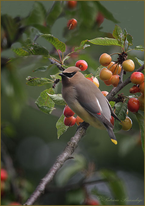 Cedar Waxwing