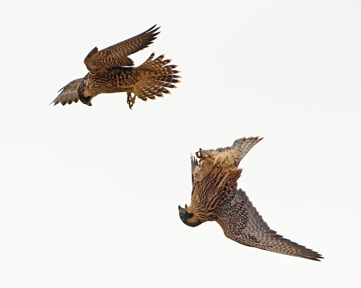 Peregrines